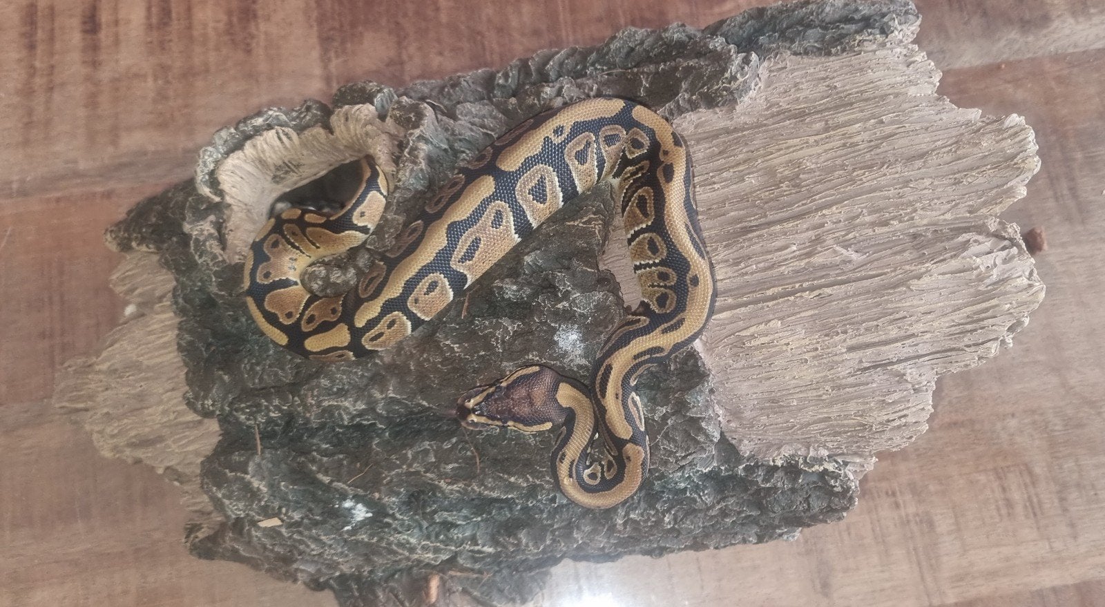 koningspython Ball Python photo 2