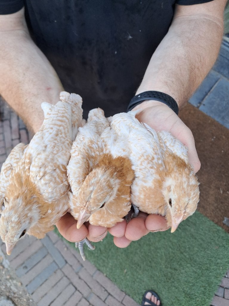 Friese hoen witgeelpel hennen, Dieren en Toebehoren, Vrouwelijk, Kip