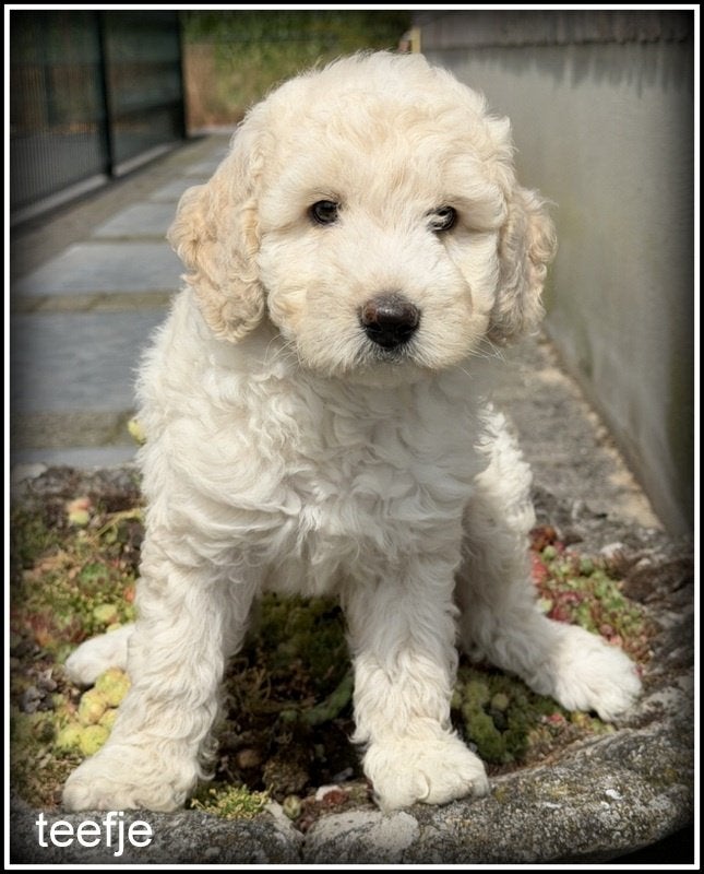 Labradoodle  pups +/- 45 cm, Dieren en Toebehoren, Honden | Retrievers, Spaniëls en Waterhonden, Nederland, Overige rassen, 8 tot 15 weken