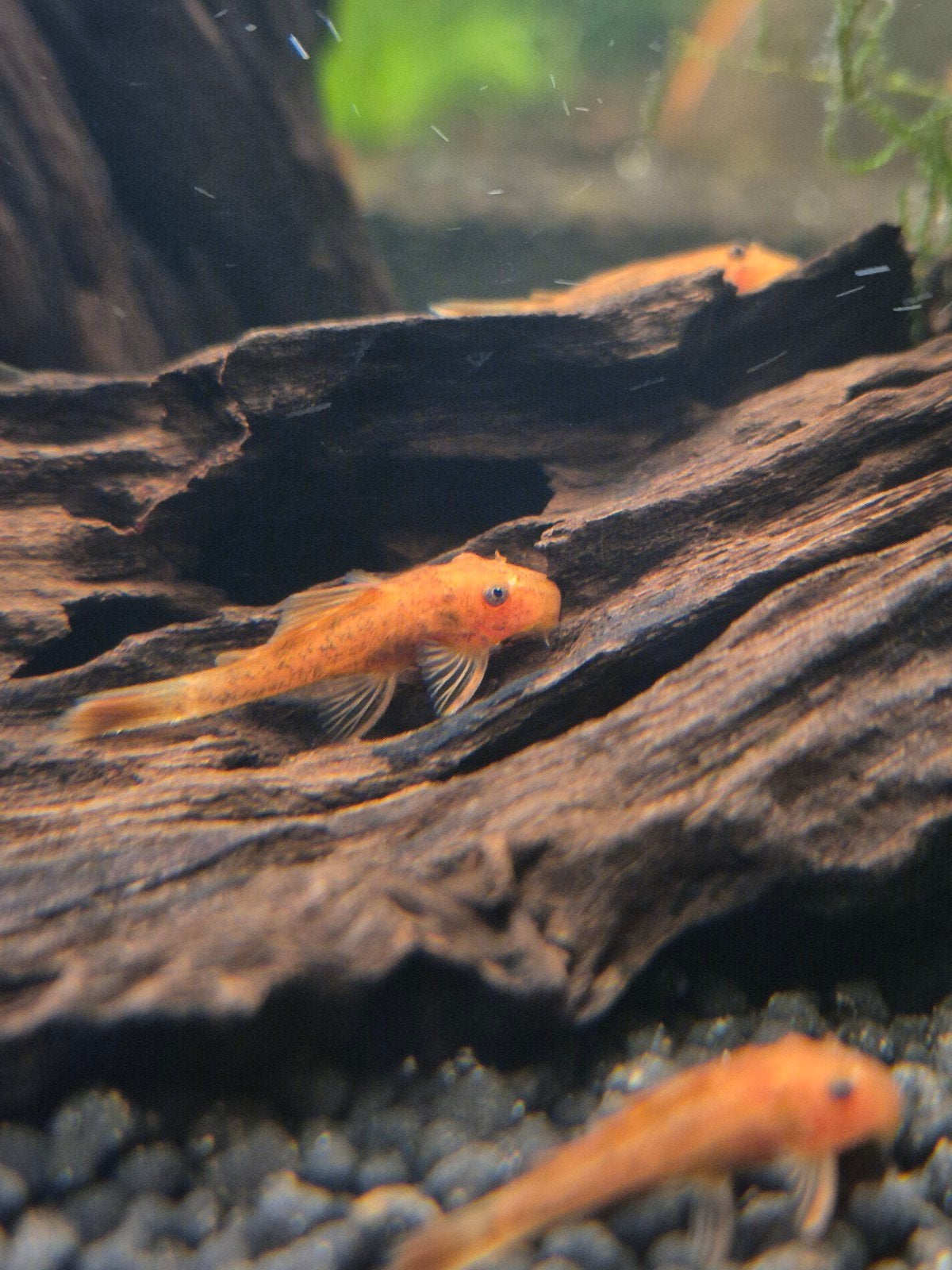 Rode ancistrus, L nummer, Dieren en Toebehoren, Vissen | Aquariumvissen, Vis, Zoetwatervis