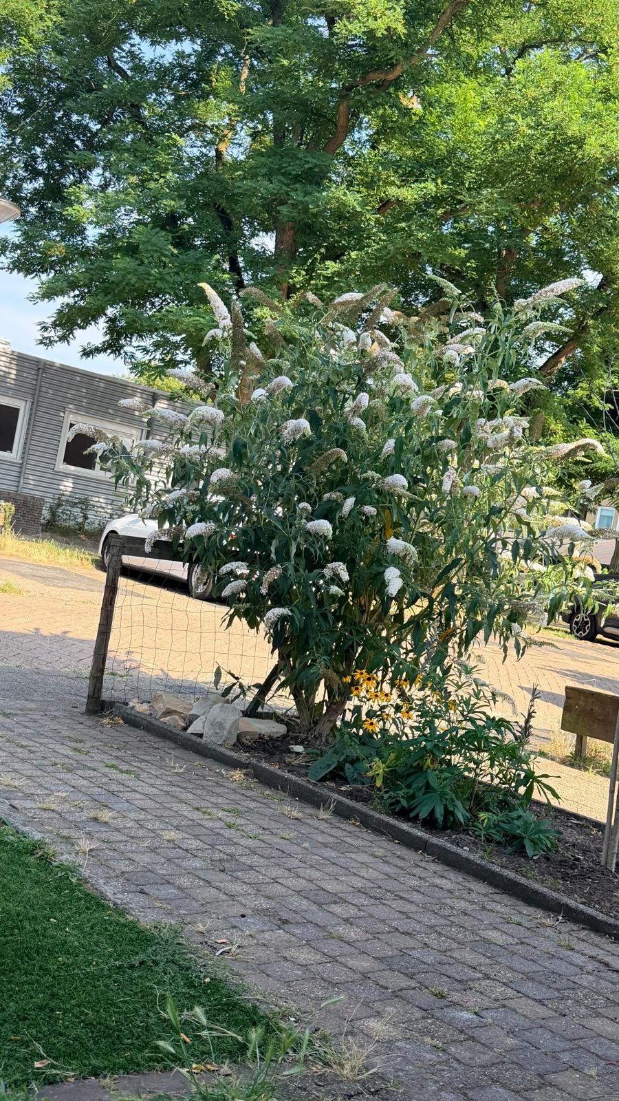 Vlinderstruik wit, Ophalen, Zomer, Vaste plant, Volle zon