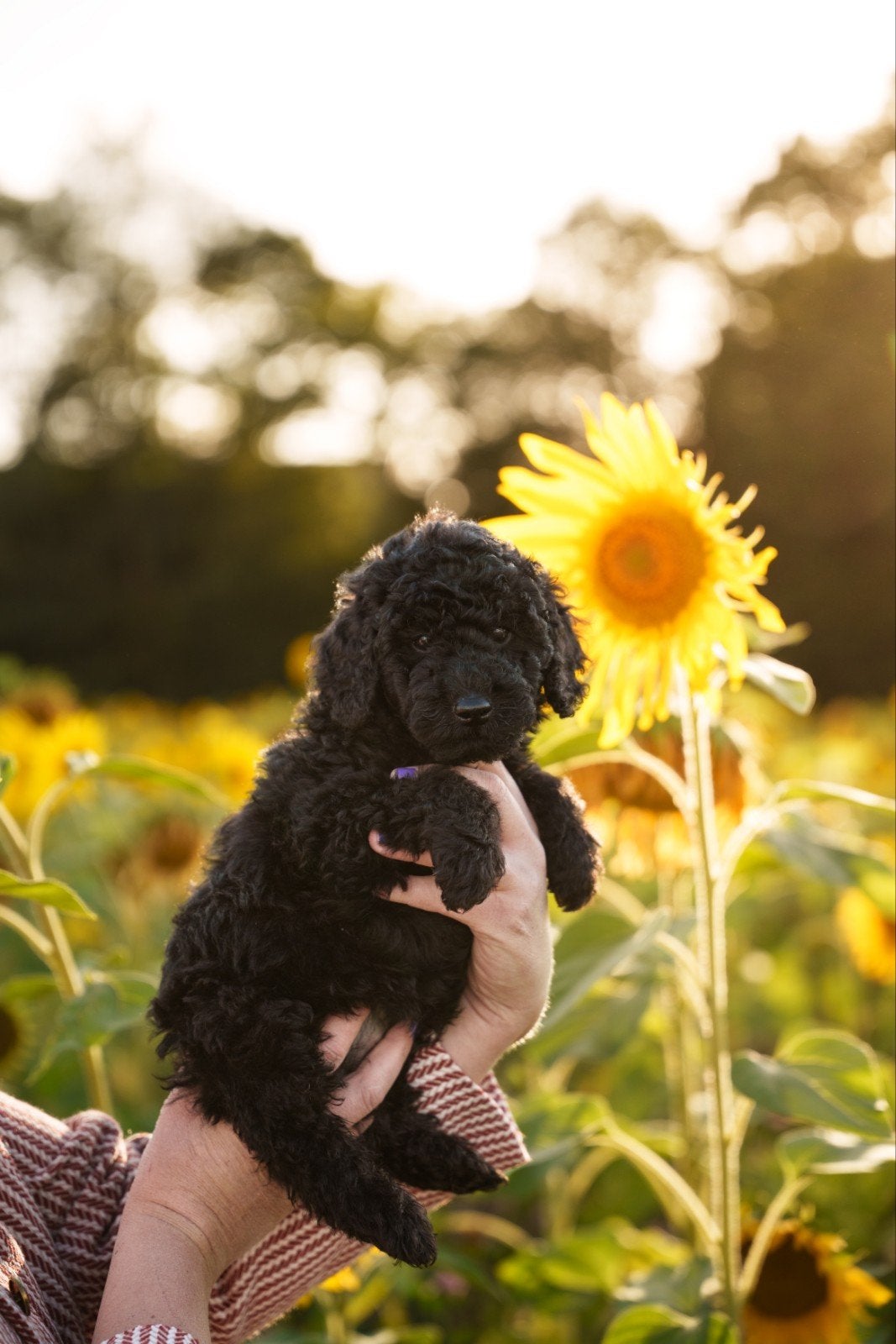 💙 Ons lieve kleine Bentley zoekt zijn gouden mandje 💙, Parvo, 8 tot 15 weken, Eén hond, Nederland