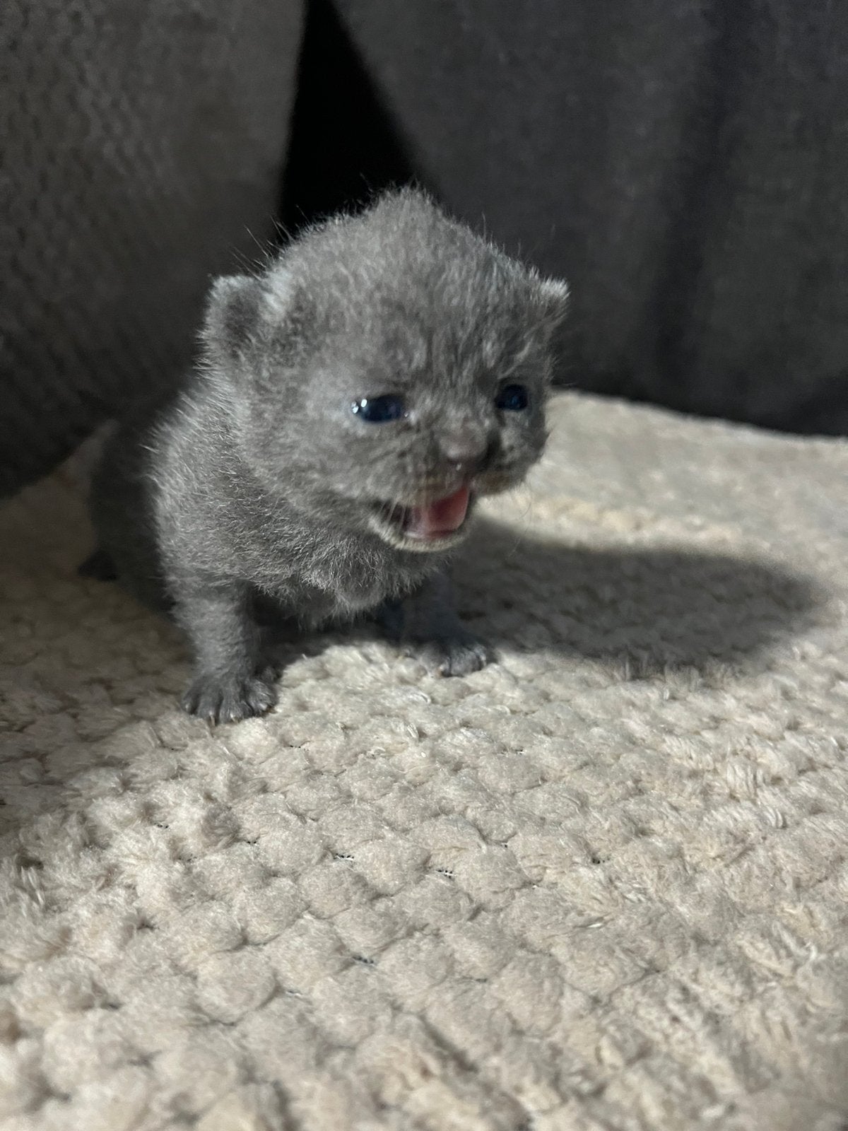 Britse Korhthaar kittens, Dieren en Toebehoren, Kater, Ontwormd, 0 tot 2 jaar
