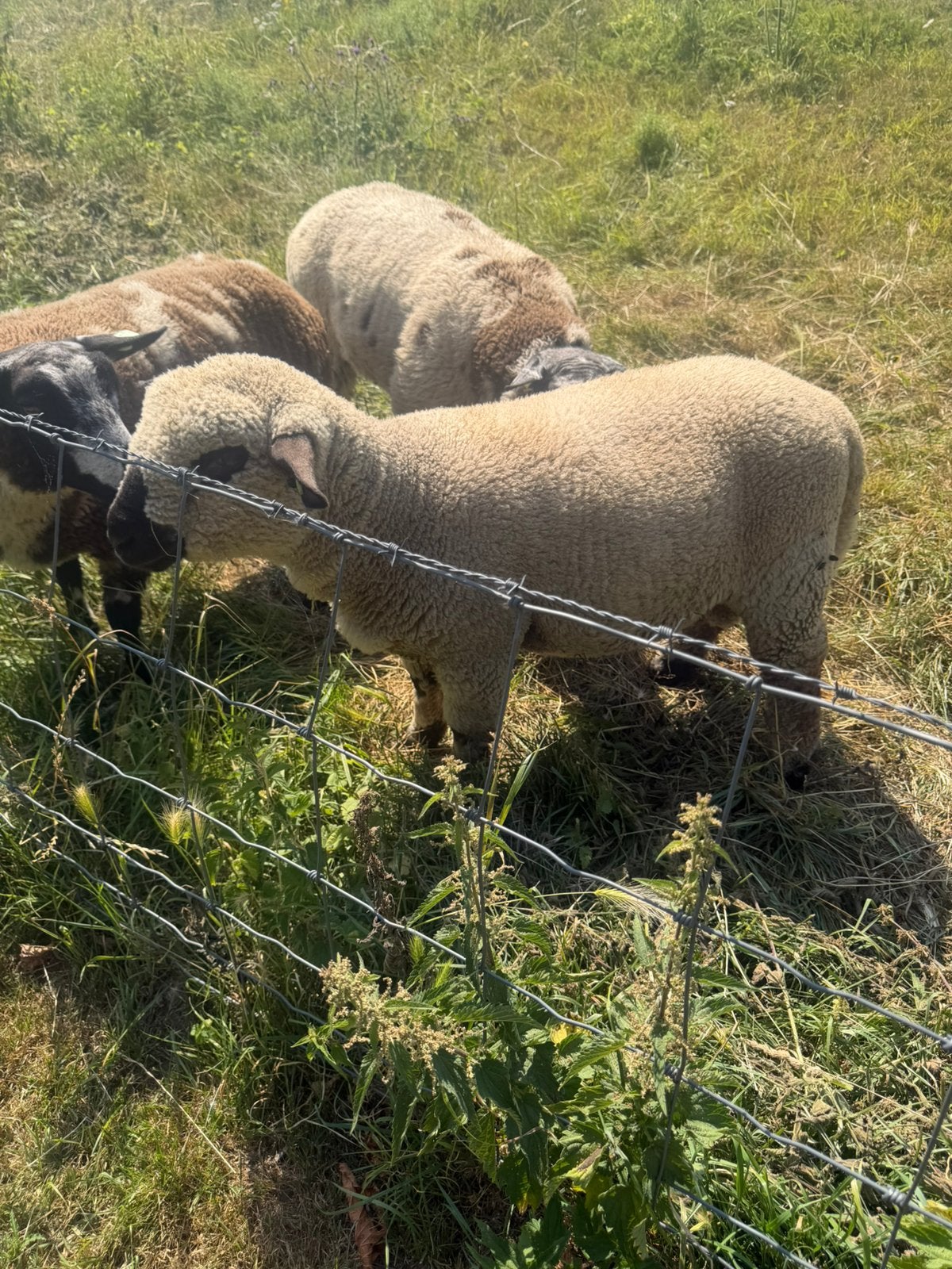 Hampshire ram lam te koop, Mannelijk, Schaap