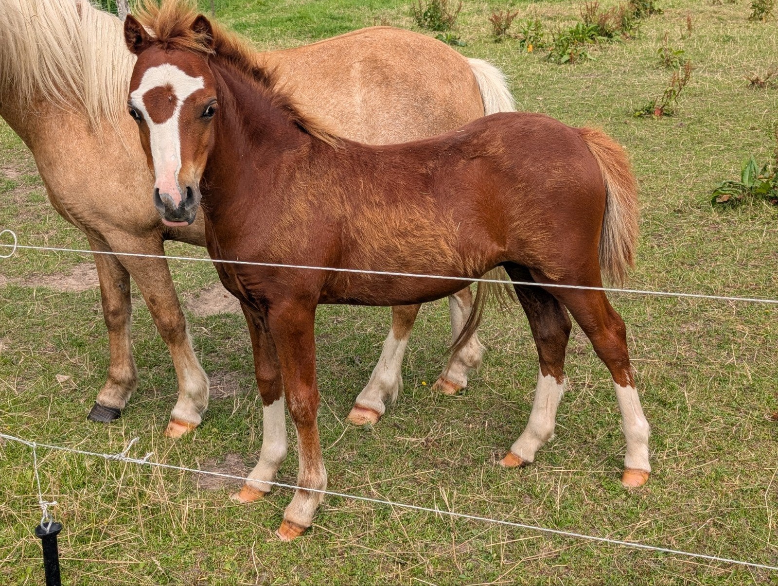 meerdere Welsh a ponys en Haflinger veulen, Meerdere dieren, A pony (tot 1.17m), Met stamboom, 0 tot 2 jaar