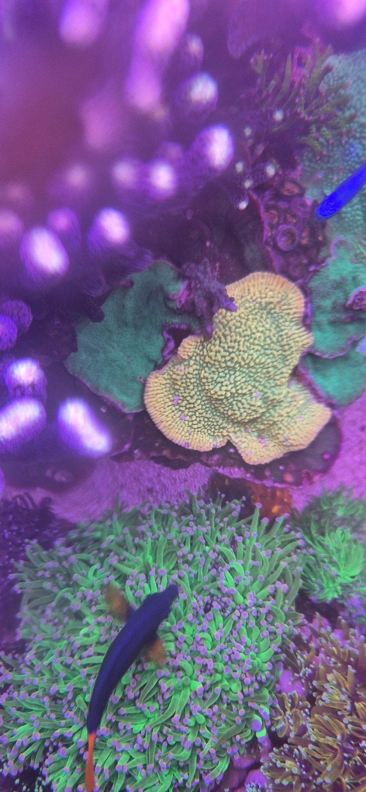 Montipora crazy t, Dieren en Toebehoren, Overige typen, Zoutwatervis