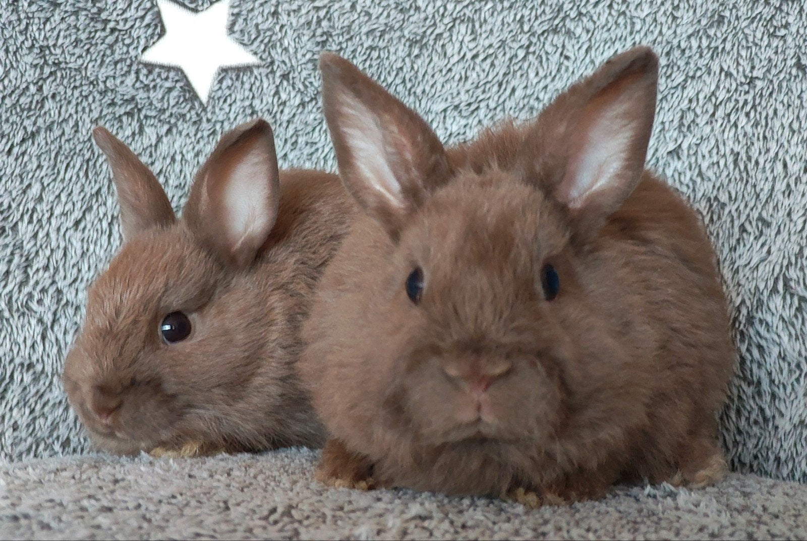 Jonge dwergkonijntjes, Dieren en Toebehoren, Konijnen, Meerdere dieren, Dwerg, 0 tot 2 jaar
