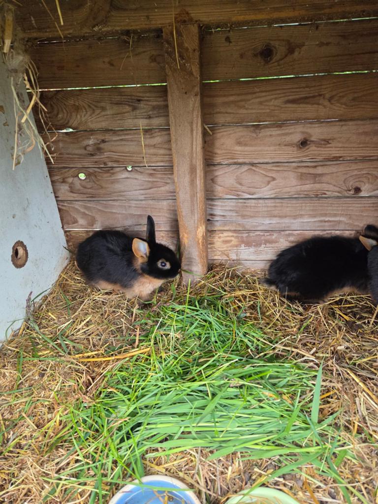 Black en tan konijnen, Meerdere dieren, Middelgroot