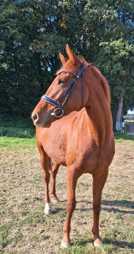 Super brave E – lieve merrie van 1,57 m , Dieren en Toebehoren, B, 3 tot 6 jaar, Recreatiepony, Merrie