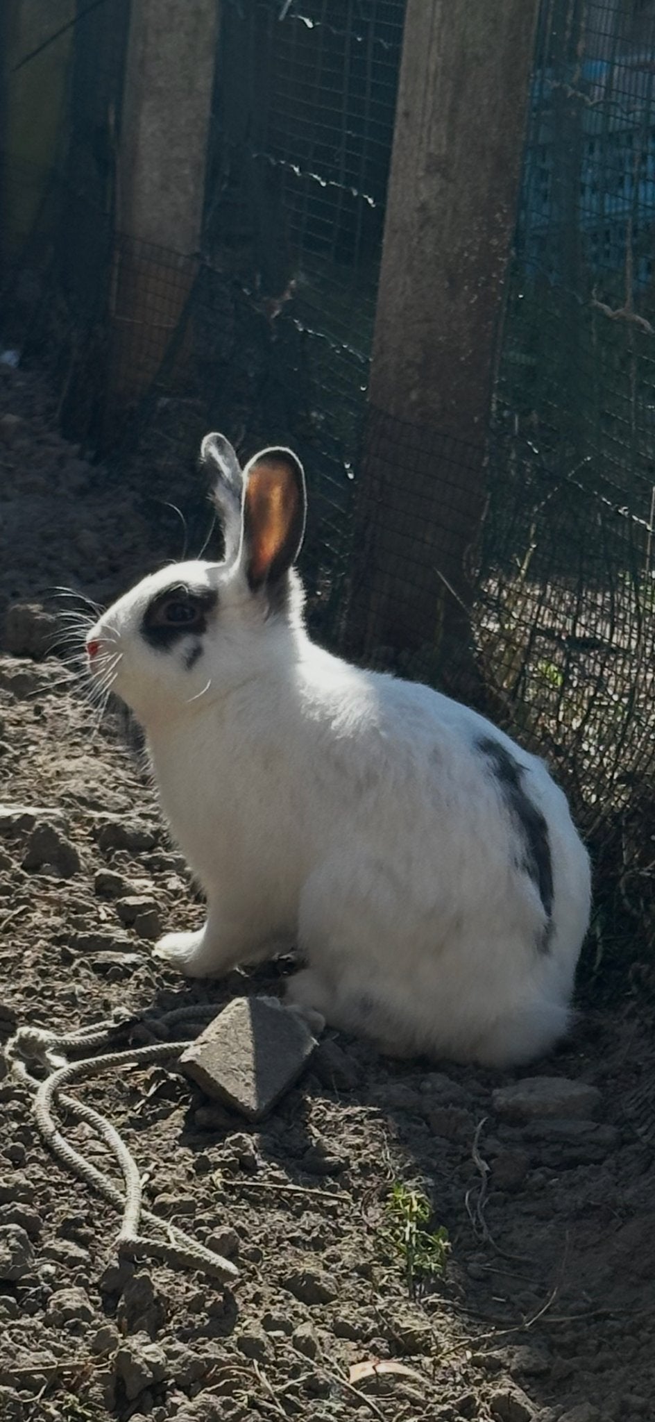 Konijnen, Mannelijk, Middelgroot, 0 tot 2 jaar