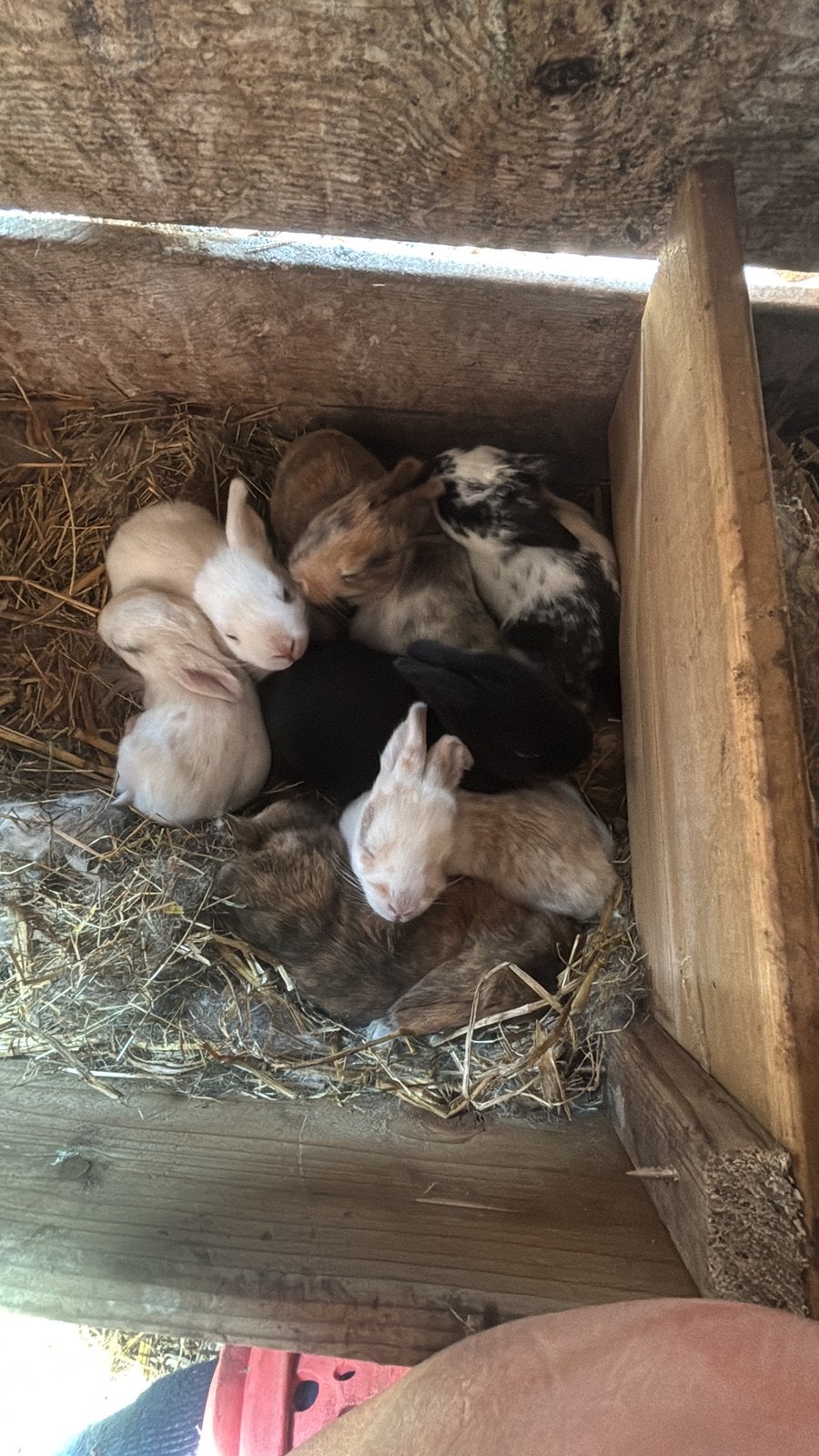 Vlaamse reuzen, Meerdere dieren, Groot