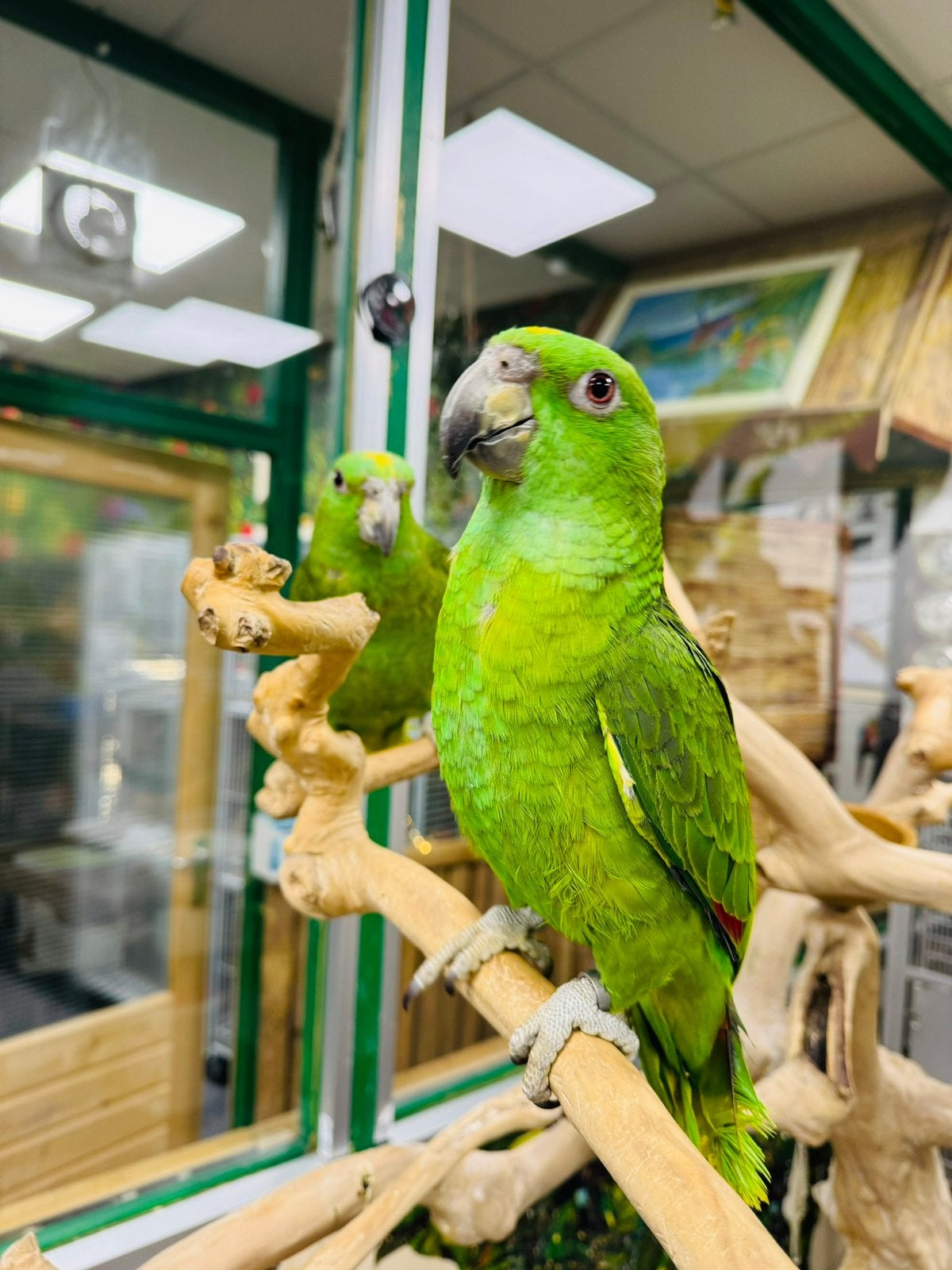 Jonge amazone’s, Dieren en Toebehoren, Meerdere dieren, Papegaai, Pratend