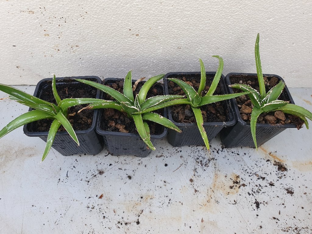 Agave victoria regia  (kleine plantjes), Ophalen of Verzenden, Bloeit niet, Overige soorten, Volle zon