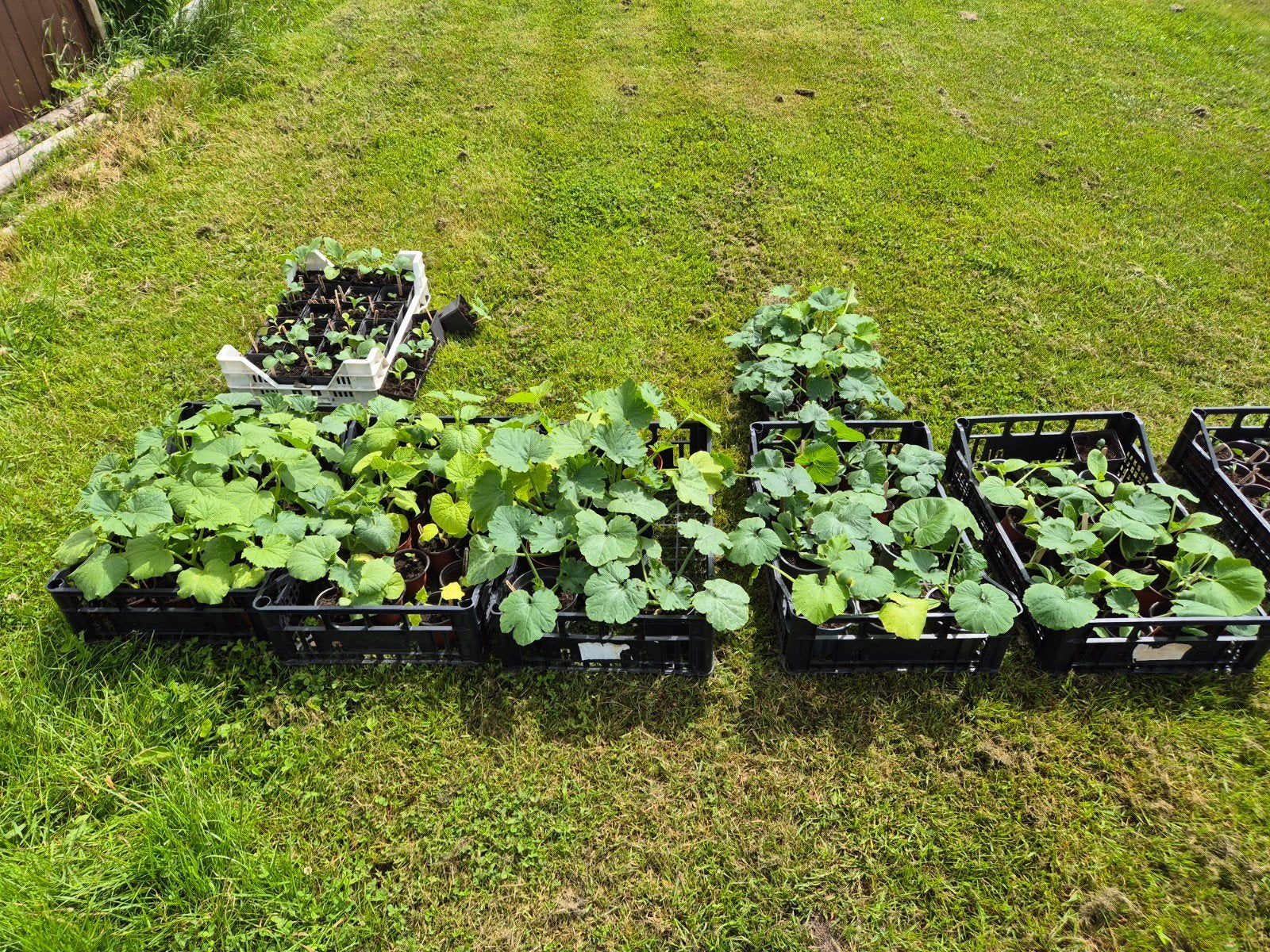 Moestuin plantjes en stekjes. Komkommer Tomaat Courgette, Ophalen, Eenjarig, Groenteplanten, Volle zon