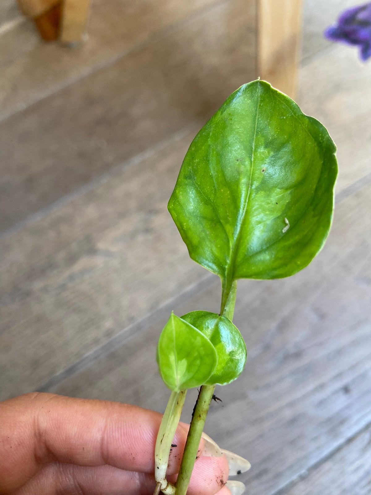 Scindapsus lemon meringue gewortelde kopstek, Ophalen of Verzenden, Halfschaduw, Minder dan 100 cm