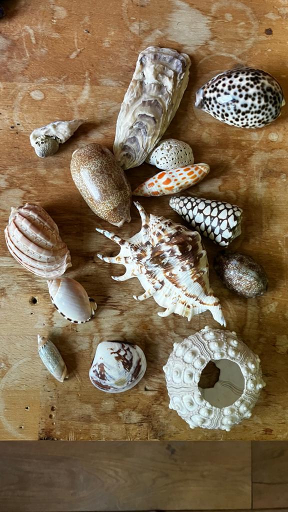 Diverse schelpen en zee-egel voor decoratie, Ophalen of Verzenden, Gebruikt