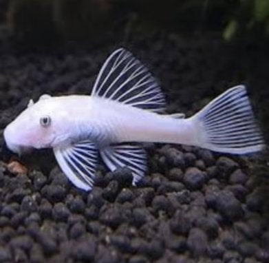 Ancistrus Snowwhite - Algen eter - Koidreams Viskwekerij, Vis, Zoetwatervis