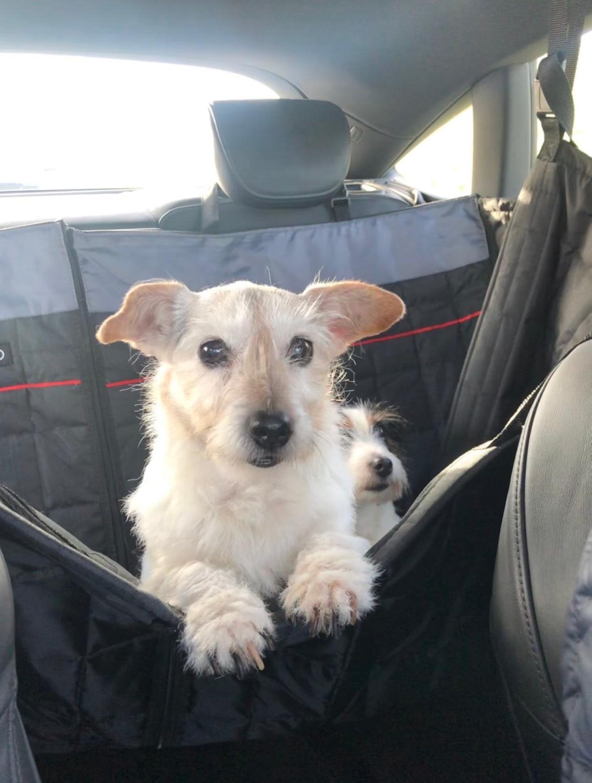 Beschermhoes in Audi design achterbank hond, Ophalen of Verzenden, Zo goed als nieuw