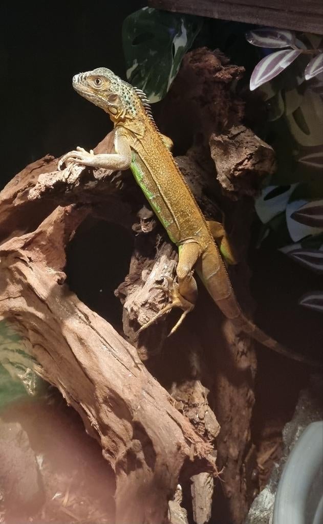 Leguaan, Dieren en Toebehoren, Reptielen en Amfibieën, Slang, Tam, 0 tot 2 jaar