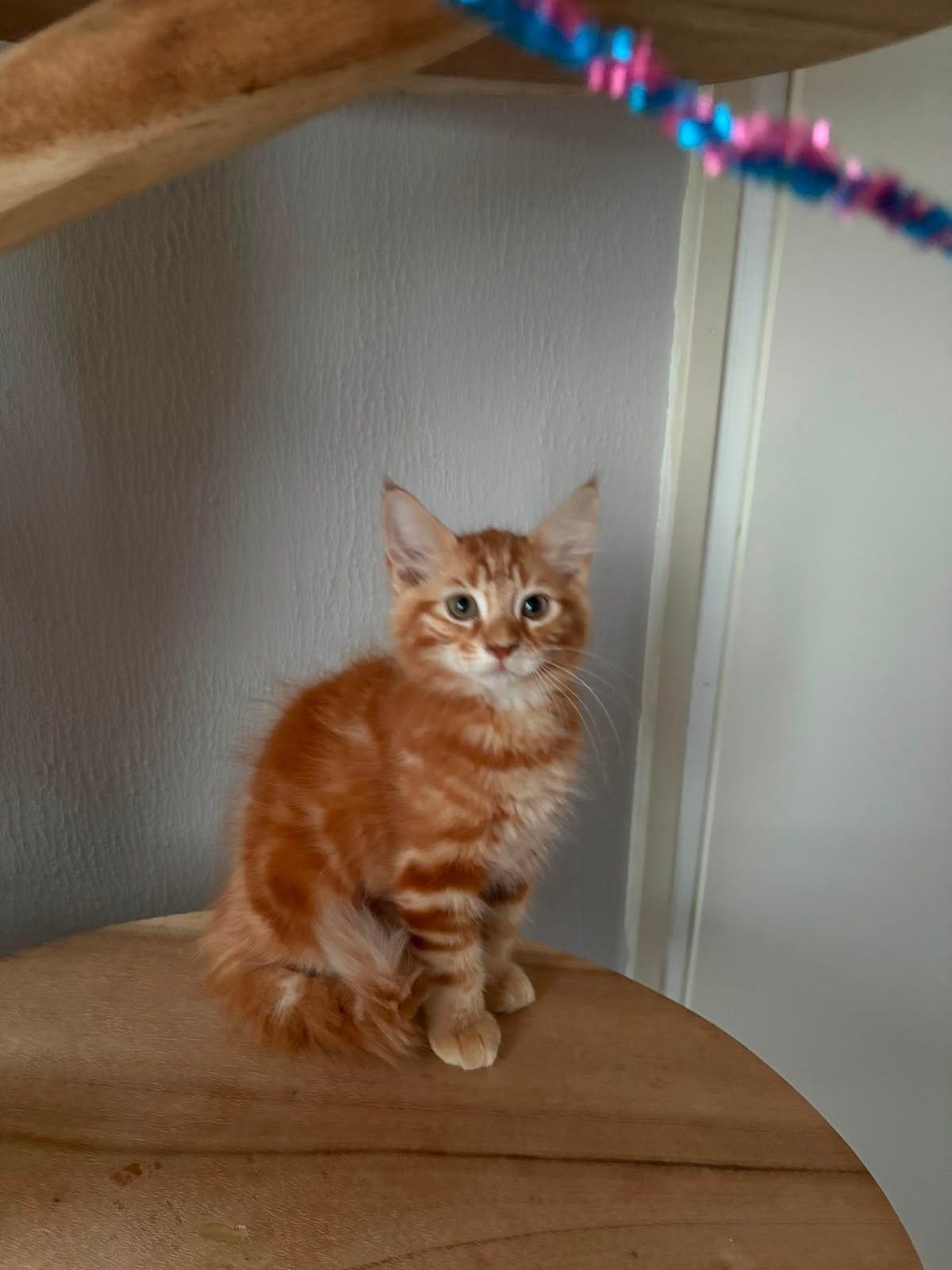 Nog 4 super lieve Maine Coon kittens!, Meerdere dieren, Ontwormd