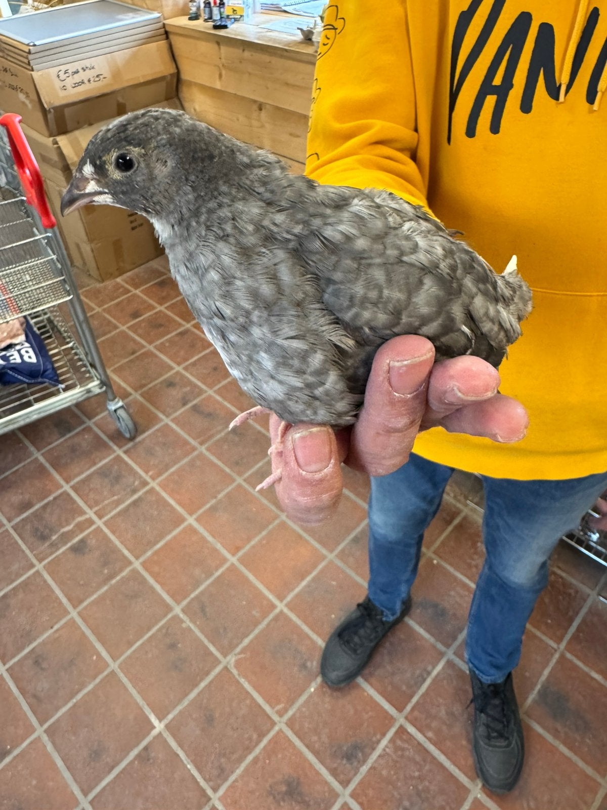 Jumbo Kwartels – Diverse Kleuren – Jongdieren  8 Weken Oud, Meerdere dieren, Overige soorten