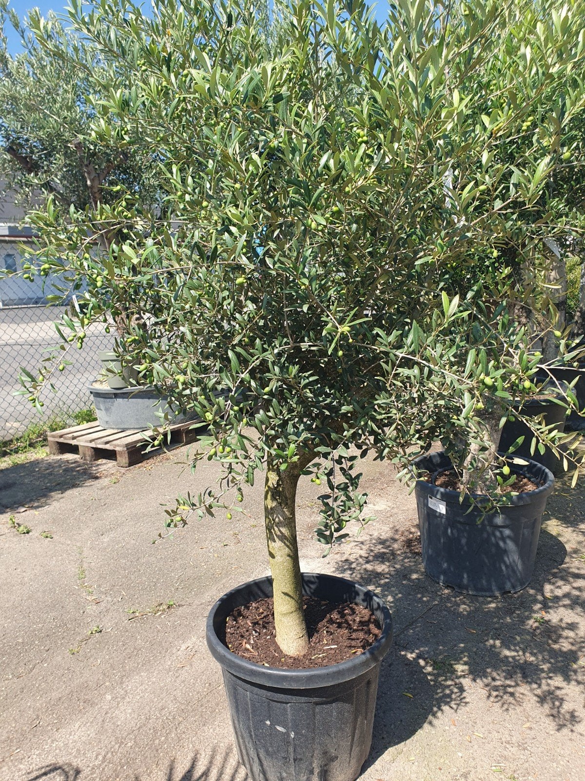 Olijfboom, Tuin en Terras, Bloeit niet, 100 tot 250 cm, Olijfboom, Ophalen