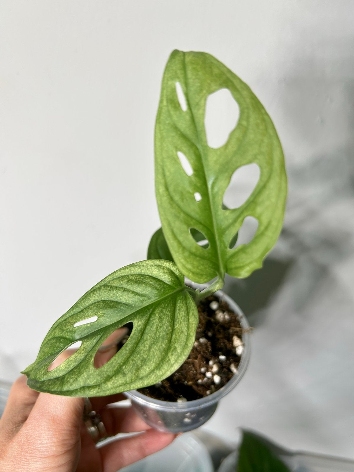 Monstera Adansonii Albo - Zeldzame Variegata Stek, Ophalen of Verzenden, Halfschaduw, Minder dan 100 cm