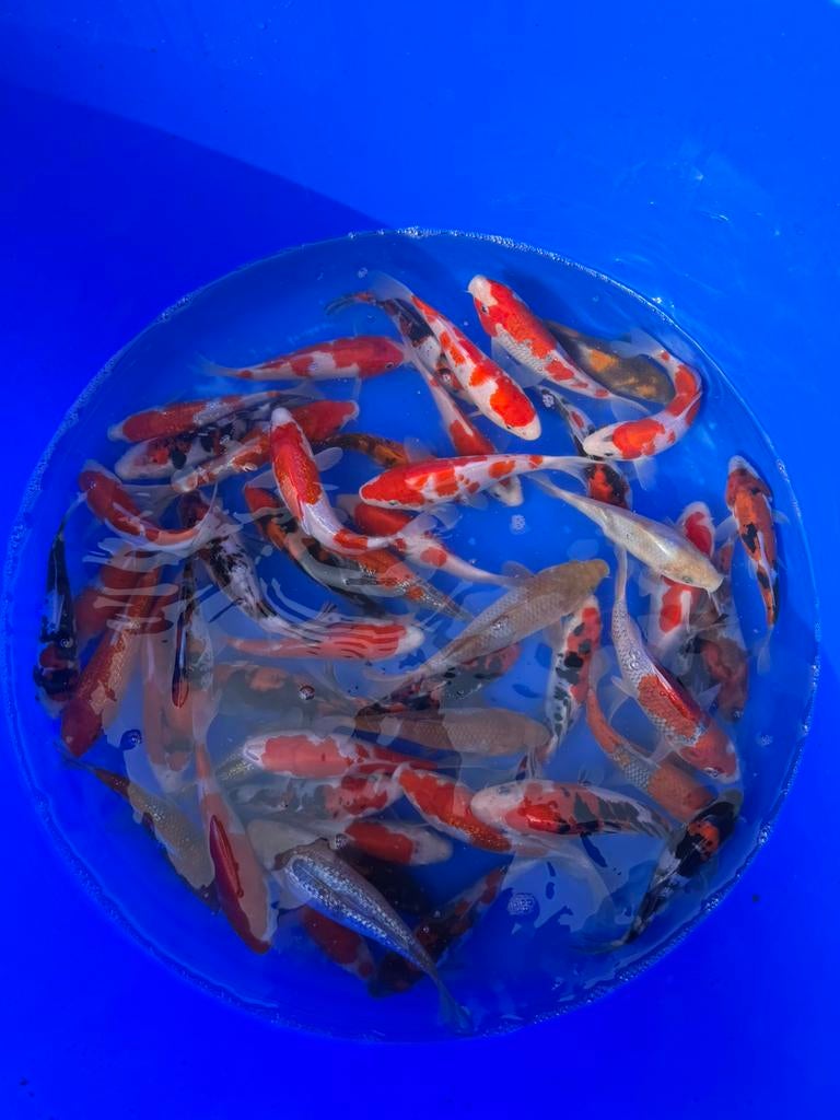 Hiroi Mix, Dieren en Toebehoren, Vissen | Vijvervissen, Karper of Koi