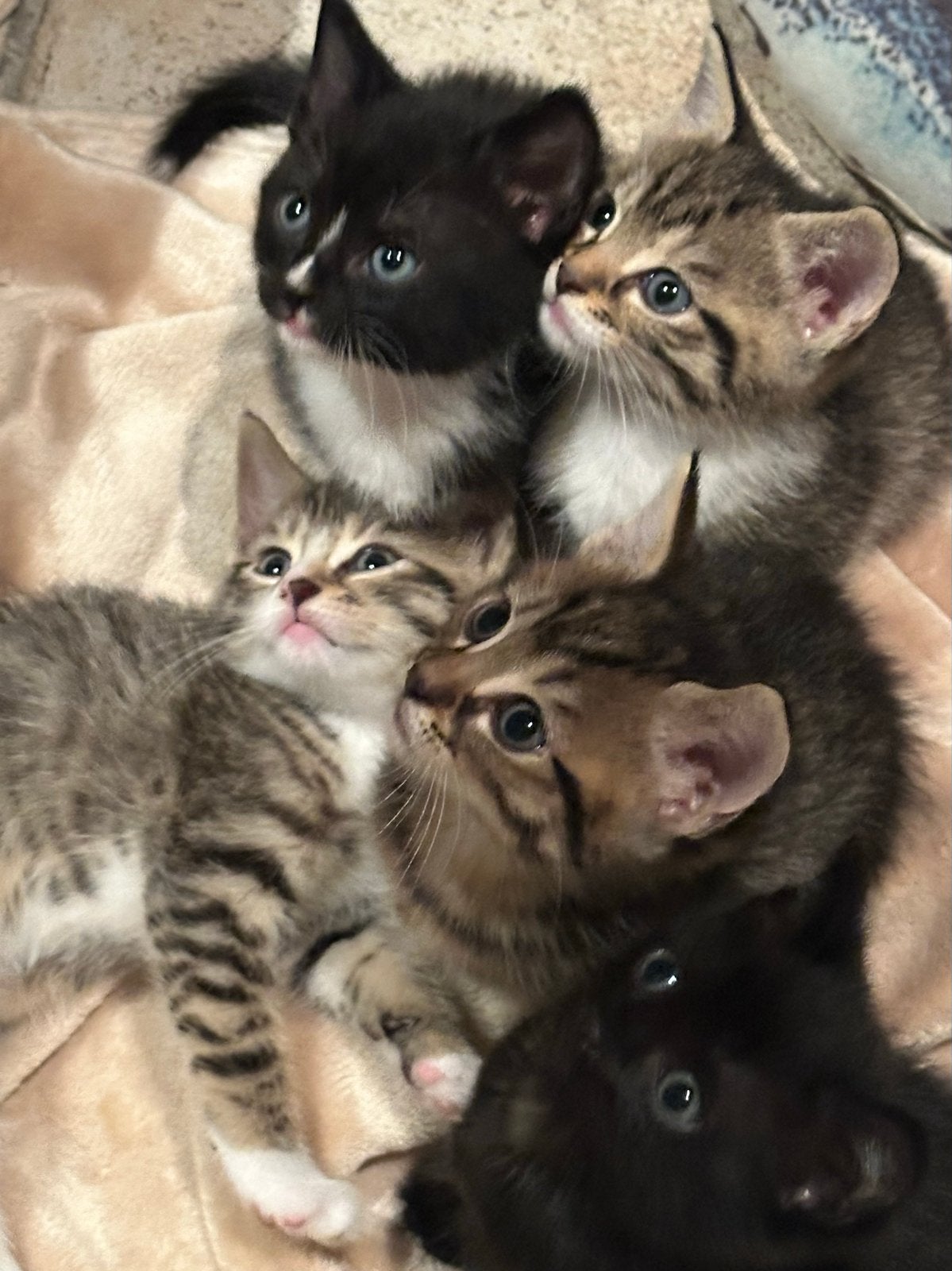 Prachtige lieve kittens!