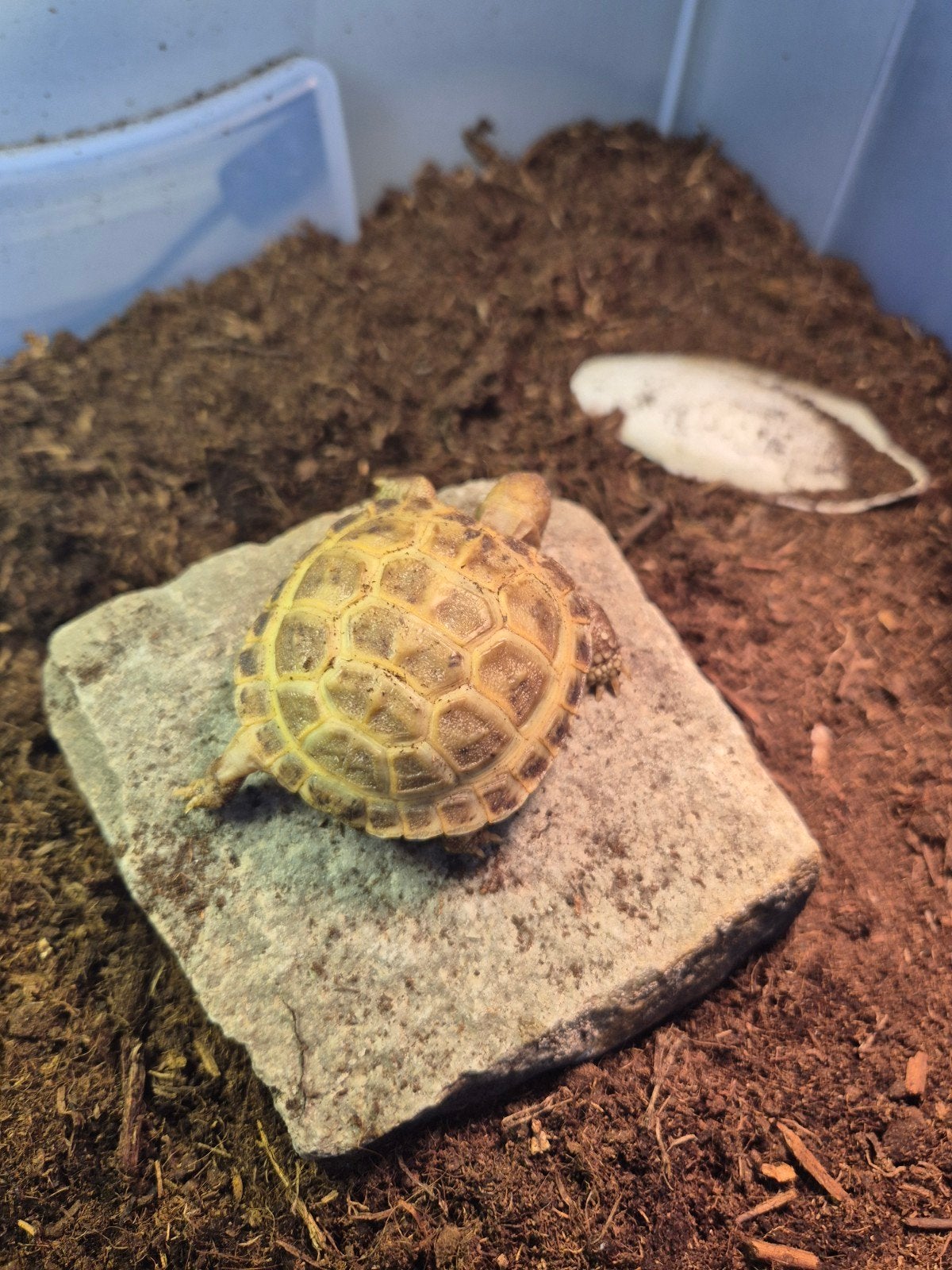 schildpad, Schildpad, 0 tot 2 jaar