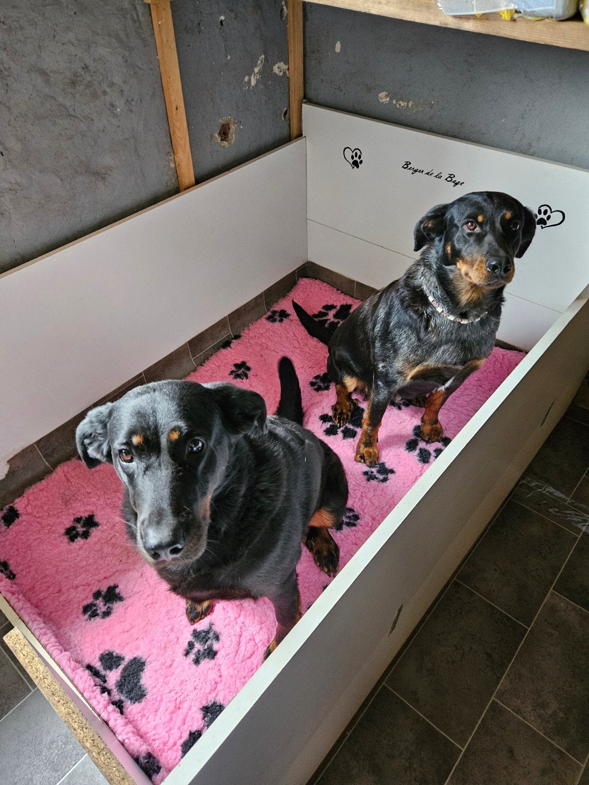 hele grote werpkist, Dieren en Toebehoren, Ophalen, Gebruikt
