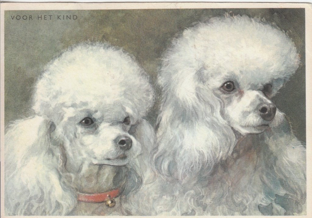 G143 ansichtkaart voor het kind 1964 hond dwergpoedels, Ophalen of Verzenden, 1960 tot 1980, Gelopen, Kinderen