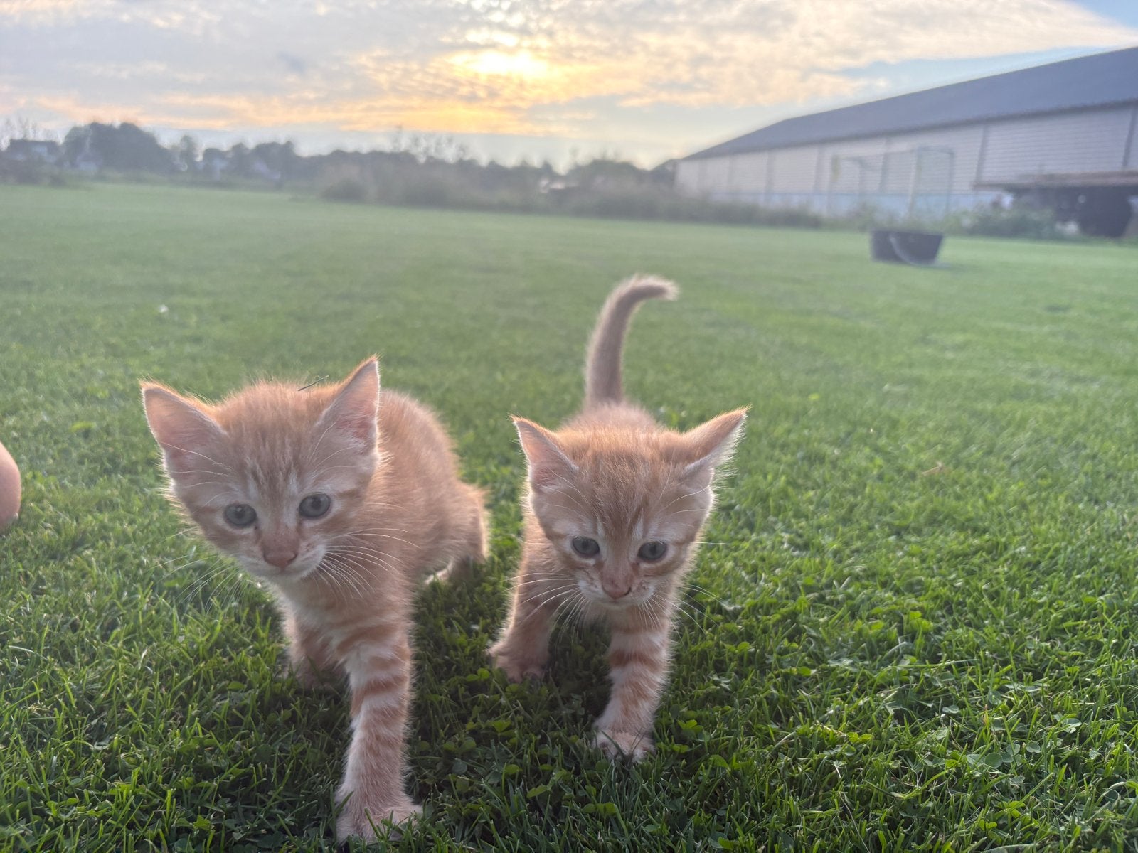 Twee schattige zusjes zoeken samen hun gouden mandje, Poes, 0 tot 2 jaar