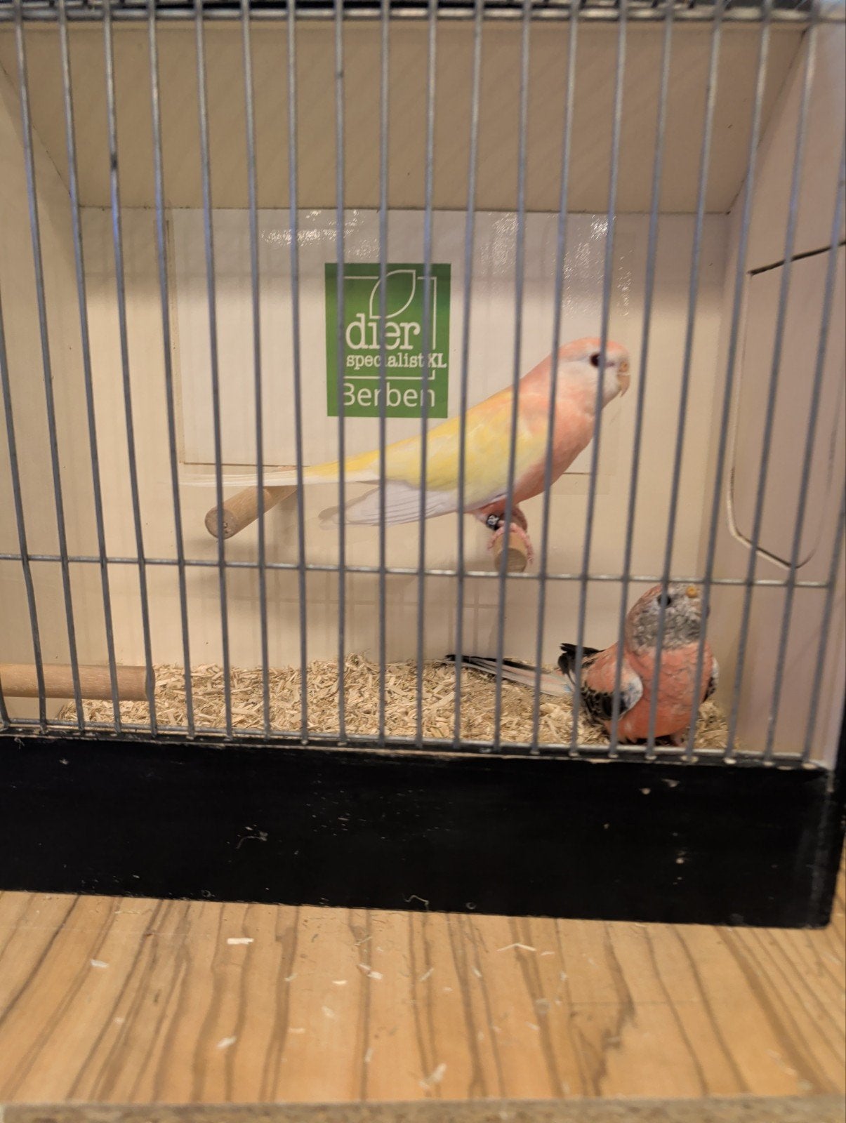 koppel bourksparkieten lutino x opaline, Dieren en Toebehoren, Meerdere dieren