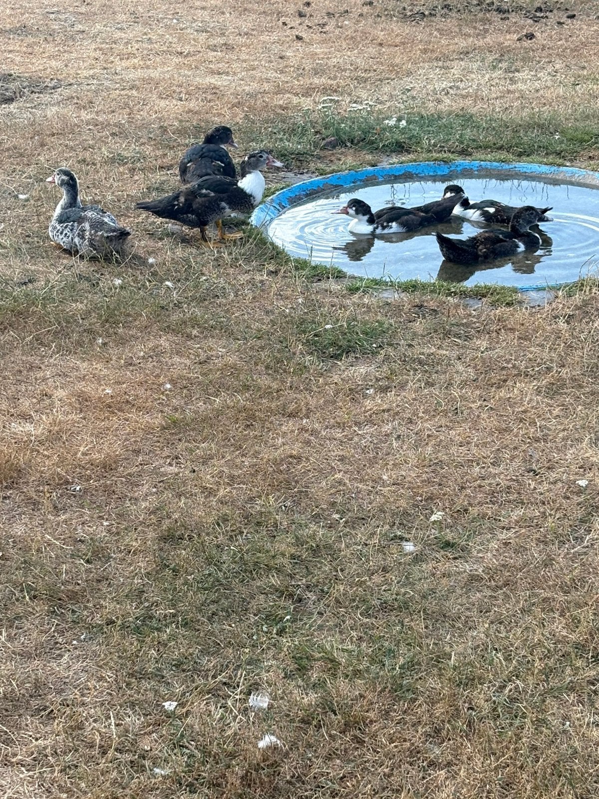 6 eenden, Meerdere dieren, Eend