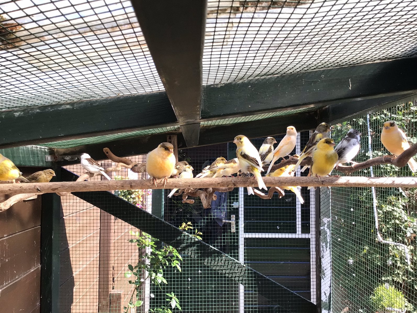 Kanaries te koop, Meerdere dieren, Kleurkanarie