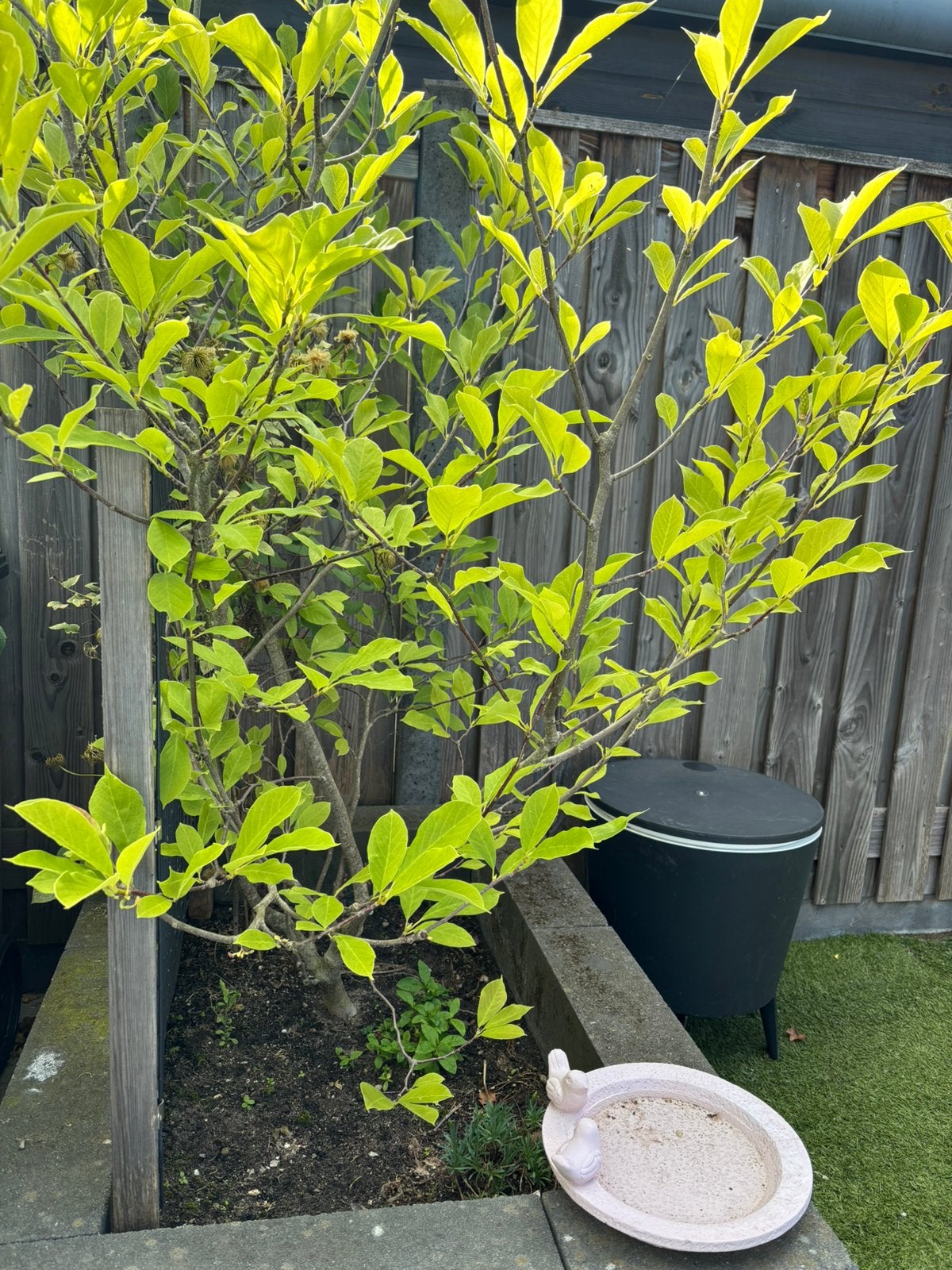 Magnolia struik boom, Ophalen, Overige soorten, 100 tot 250 cm