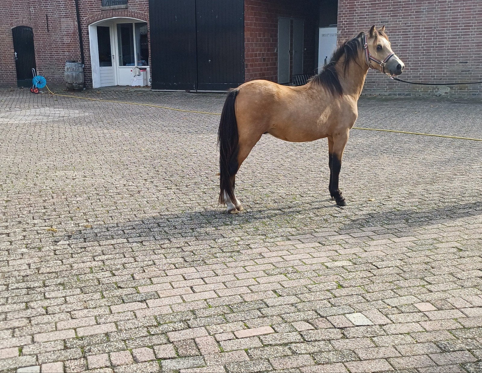 2,5 jarige hengst en 4 jarige shetlander, Dieren en Toebehoren, Hengst, B pony (1.17m tot 1.27m), 3 tot 6 jaar