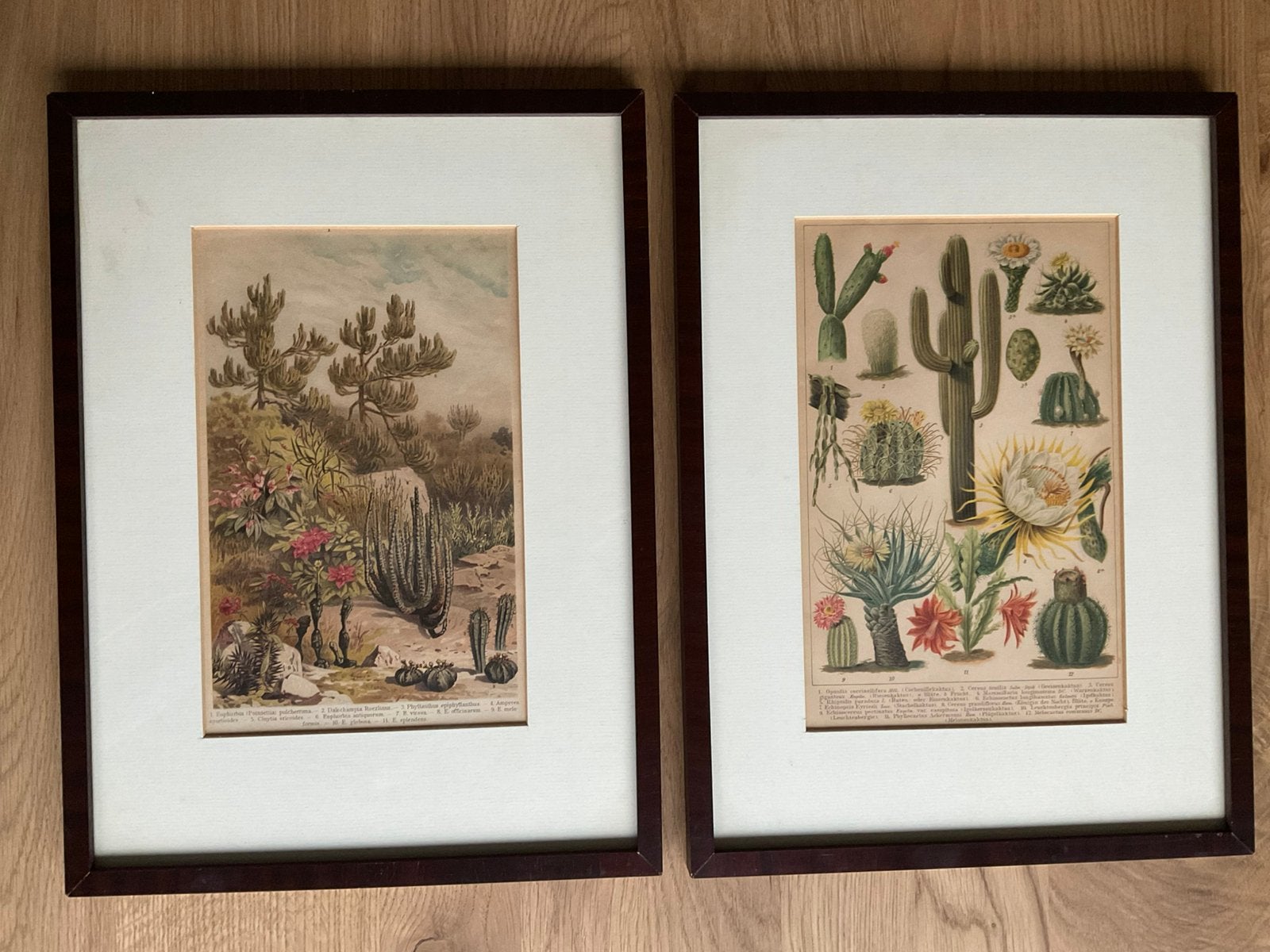 2 ingelijste prenten van planten en cactussen, Ophalen, Minder dan 50 cm, 5 – 50
