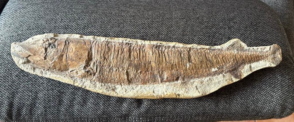 Fossiel vis, zeer groot 54 cm, Ophalen of Verzenden, Fossiel