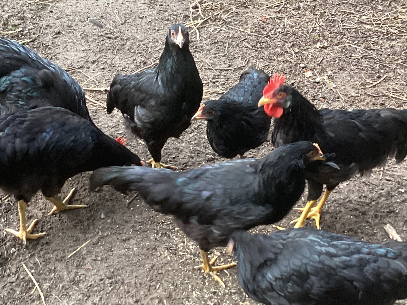Zwarte leghorn kippen, Dieren en Toebehoren, Pluimvee, Vrouwelijk, Kip