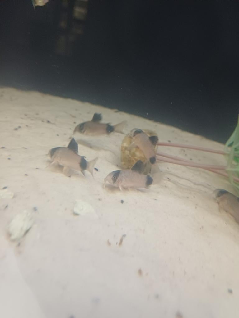 Corydora panda, Vis