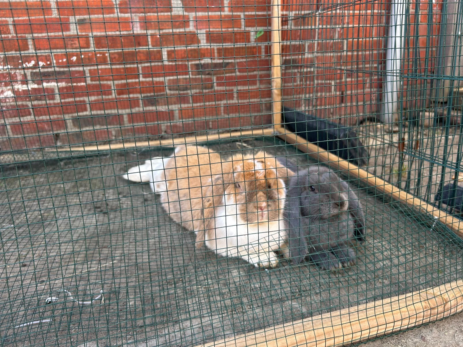 Raszuivere hangoor, Dieren en Toebehoren, Mannelijk, Groot, Hangoor, 0 tot 2 jaar