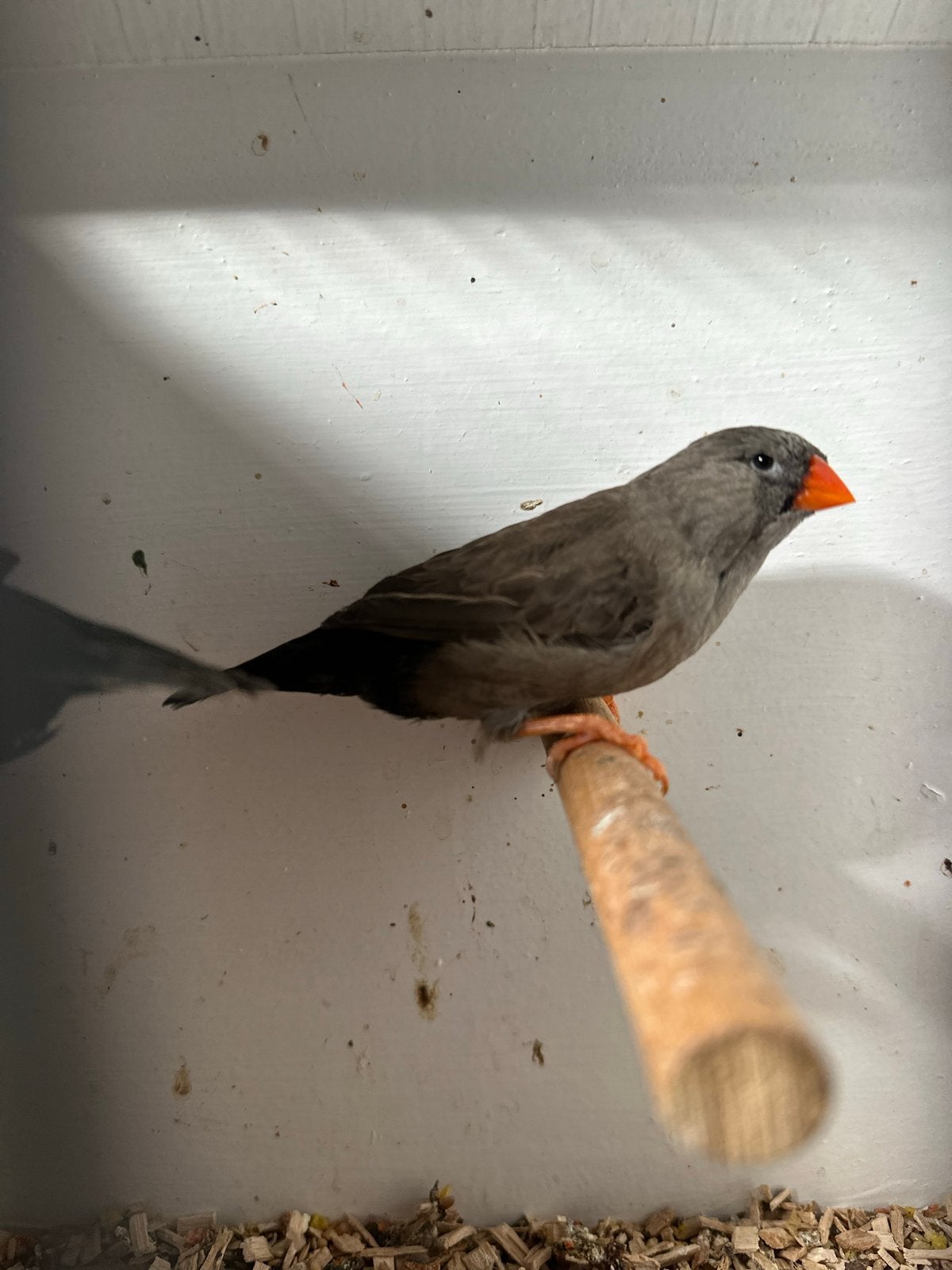 Twee koppel Charcoal Zebravink