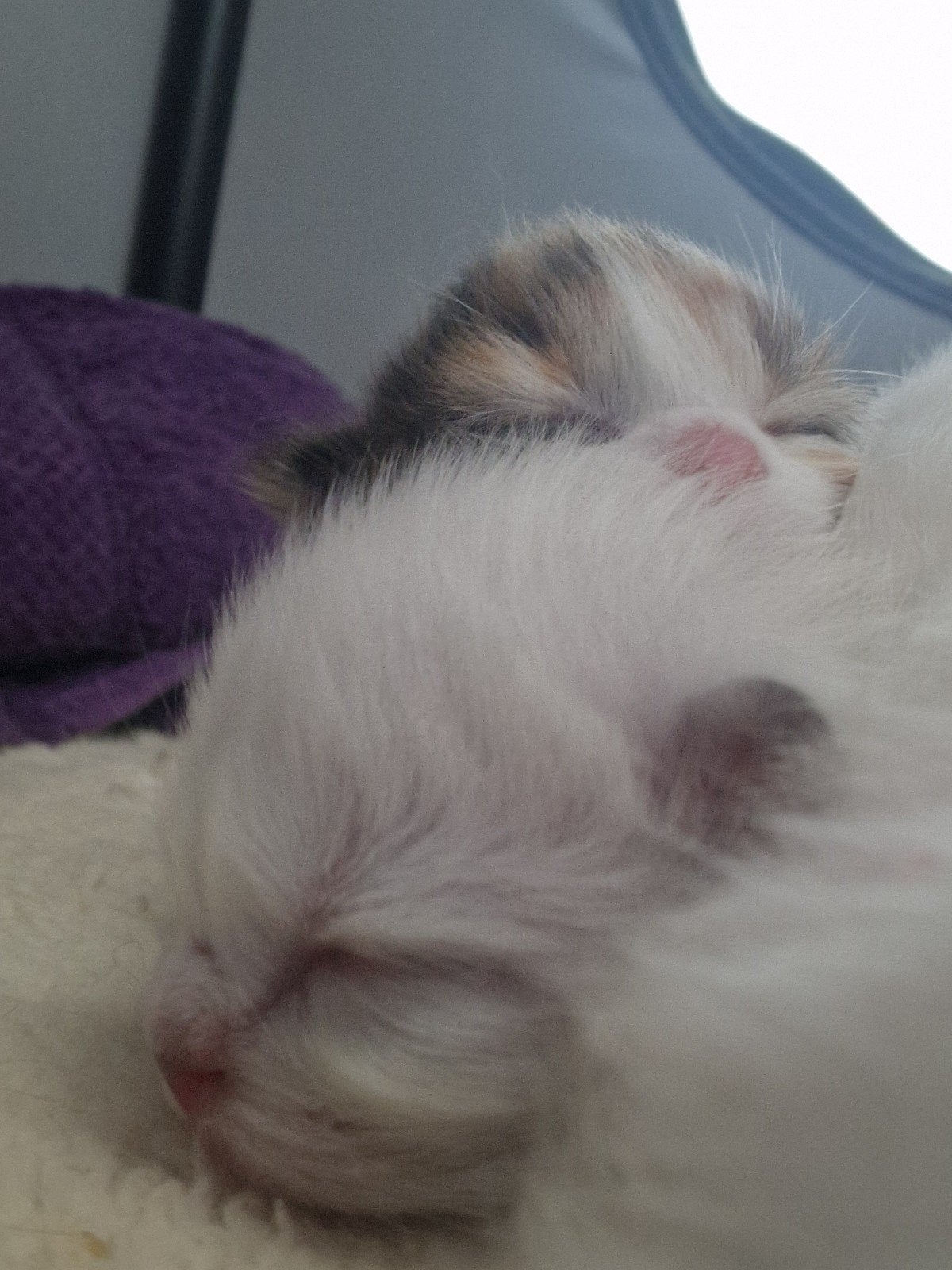 Siberische kittens geboren, Meerdere dieren, Gechipt