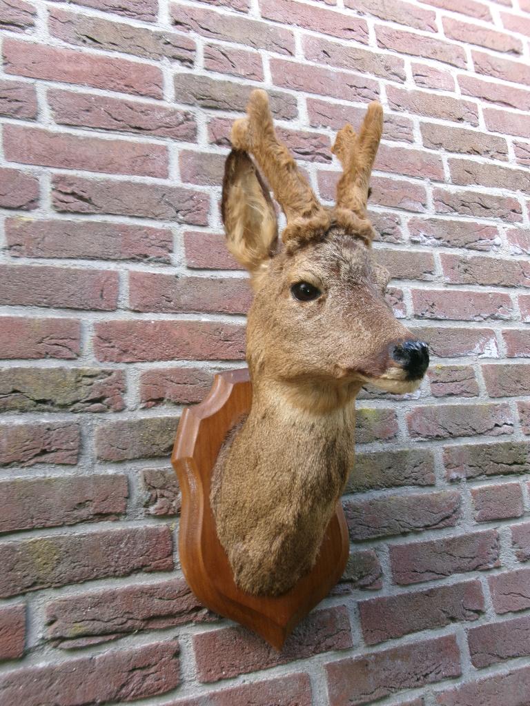 Prachtige grote opgezette hertenkop met nieuw gewei, Ophalen of Verzenden, Zo goed als nieuw, Hert, Opgezet dier