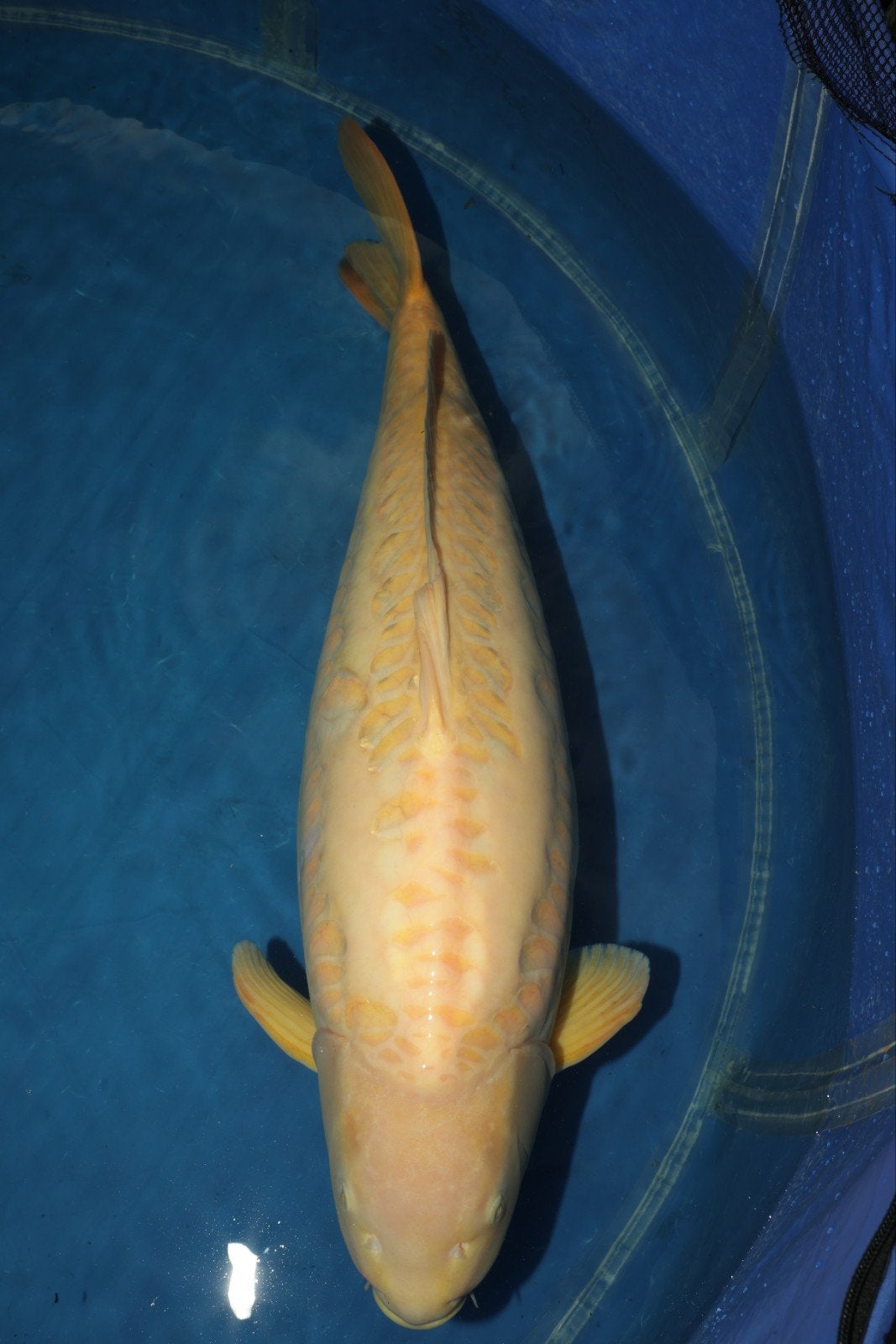 Doitsu Karashigoi Konishi 79cm, Dieren en Toebehoren, Karper of Koi