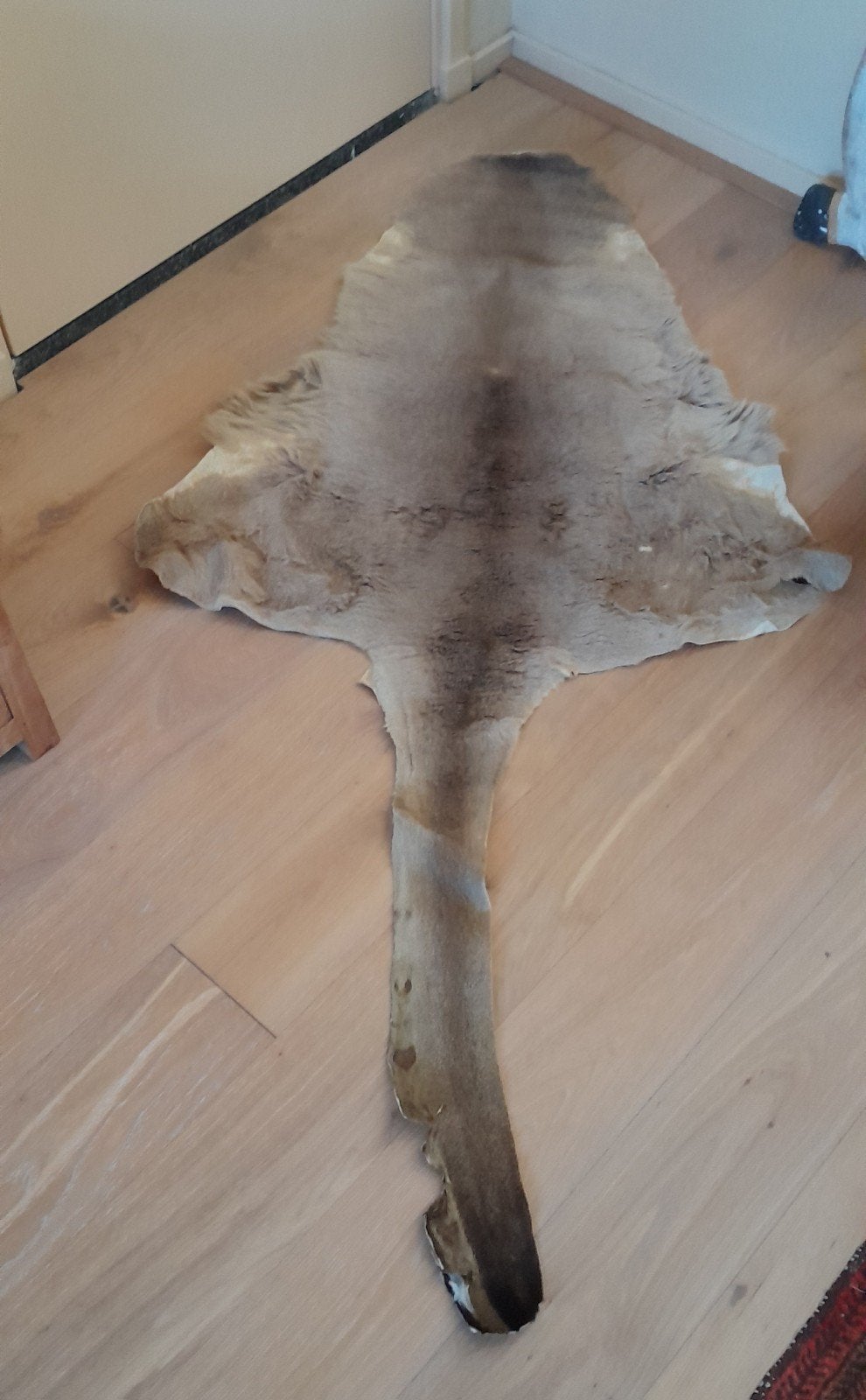 kangaroe vacht, Ophalen of Verzenden, Zo goed als nieuw