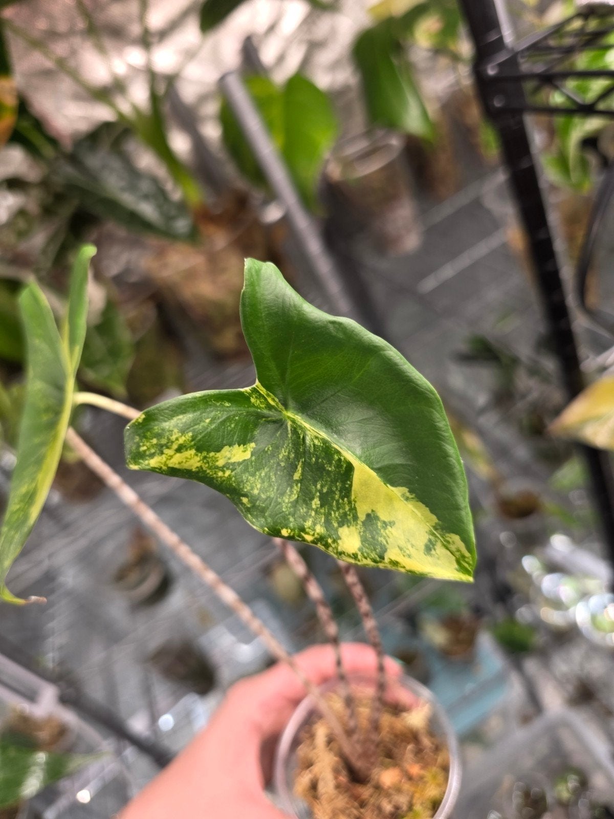 alocasia zebrina aurea, Ophalen of Verzenden, Halfschaduw, Minder dan 100 cm