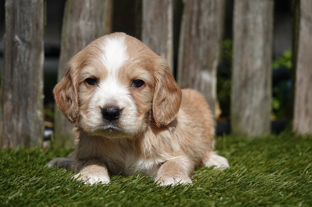 Prachtige Golden Cocker retriever pups (abrikoos & zwart), België, Overige rassen, CDV (hondenziekte), 8 tot 15 weken